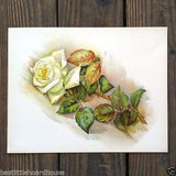 WHITE ROSE Stone Lithograph Print 1909