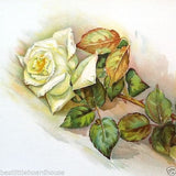 WHITE ROSE Stone Lithograph Print 1909
