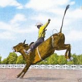 RODEO BRONCO COWBOY Postcard 1940s