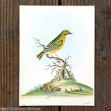YELLOW FINCH Bird Lithograph Print 1920s