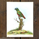 SAPPHIRE CROWNED Parakeet Bird Lithograph Print 1920s