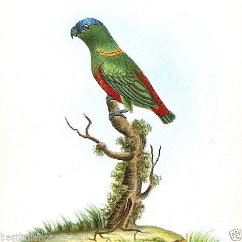 SAPPHIRE CROWNED Parakeet Bird Lithograph Print 1920s
