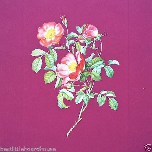 PINK ROSE Flower Art Lithograph Print 1940s
