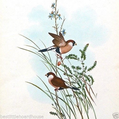 POEPHILA LEUCOTIS Small Bird Lithograph Print 1920s