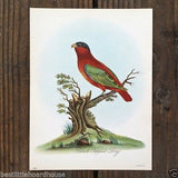 BLACKED CAPPED LORY Parrot Bird Lithograph Print 1920s 