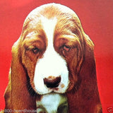 TIRED TRAVELER Basset Hound Dog Postcard 1970s 