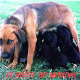 MUST BE MONDAY Dog Postcard 1970s