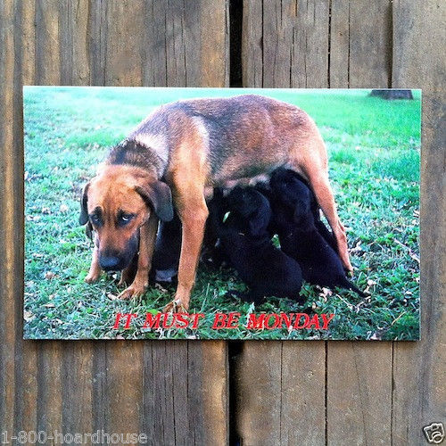 MUST BE MONDAY Dog Postcard 1970s
