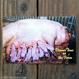 DINNER TIME ON FARM Pig Postcards 1970s