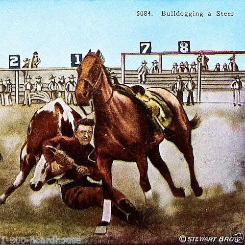BULL DOGGING STEER Postcard 1920s